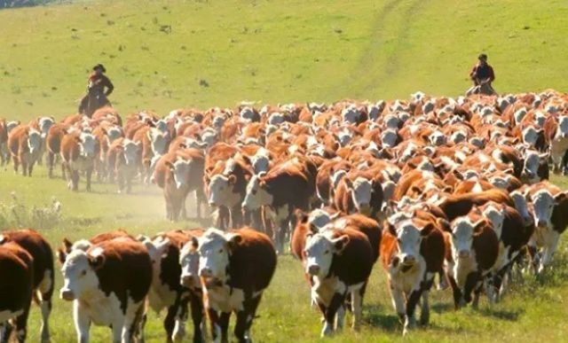 Marcas y señales: ampliaron plazos y derechos