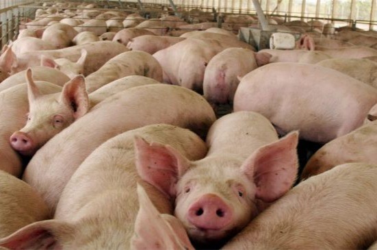 El sector porcino creció en 2025, pero las importaciones y la caída exportadora ajustaron la rentabilidad