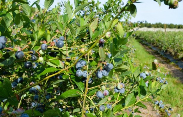 Certificaron exportaciones de más de 4.200 toneladas de arándanos desde Entre Ríos