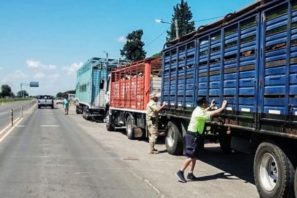 Detectaron garrapatas en un transporte de hacienda y ordenaron el retorno de los animales
