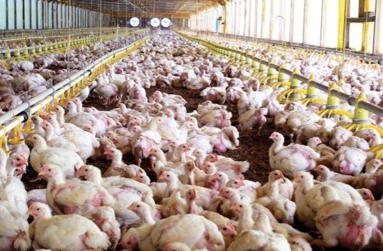 Las crisis recurrentes que golpean a la avicultura y amenazan el entramado productivo