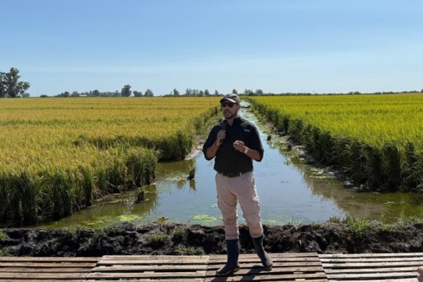 En San Salvador presentaron dos nuevas variedades de arroz entrerriano