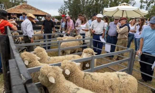 Criadores de Romney Marsh analizaron los desafíos de la raza