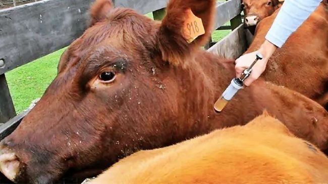 Fedeco pide diálogo para revisar la Resolución 201/26 del Senasa