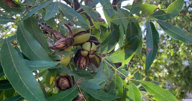 La productividad de los montes, el eje central de las Jornadas del Clúster del Pecán
