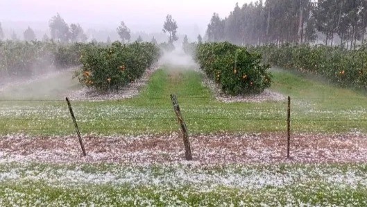 Se declaró emergencia agropecuaria para productores citrícolas