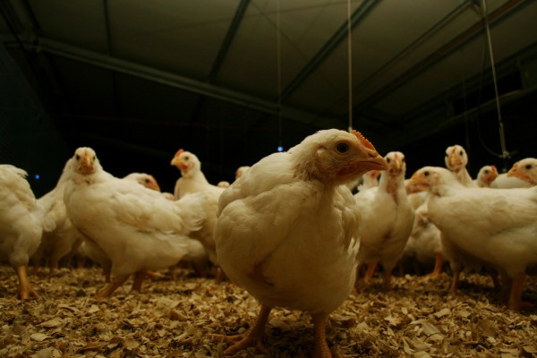 Argentina restituye su estatus de país libre de influenza aviar altamente patógena