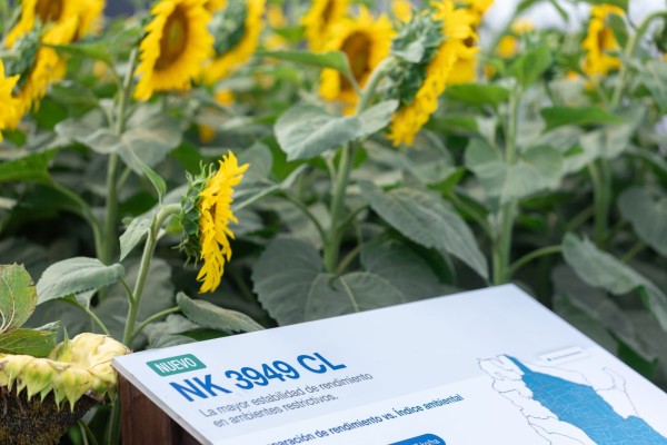 El girasol gana protagonismo con híbridos clásicos y nuevos