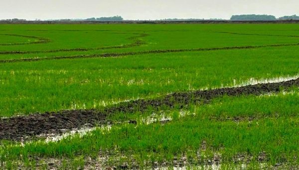 Entre Ríos sembrará la menor área arrocera del siglo