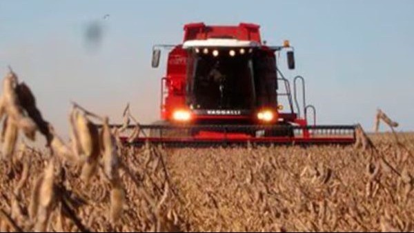 La producción entrerriana de soja y sorgo, en el tobogán