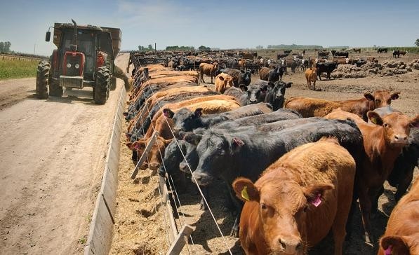 Se realizará una capacitación sobre establecimientos de engorde a corral