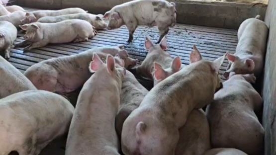 El desafío de los productores integrados ante el mayor consumo de carne de cerdo