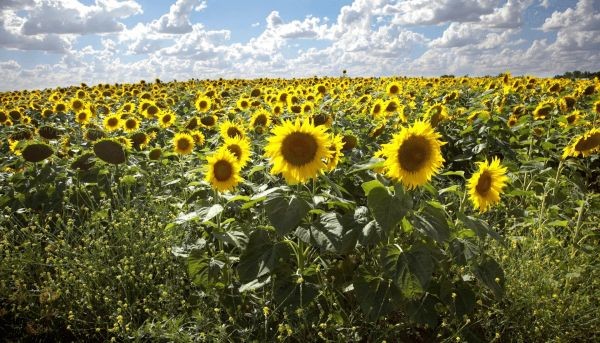 En Entre Ríos se sembrará menos girasol