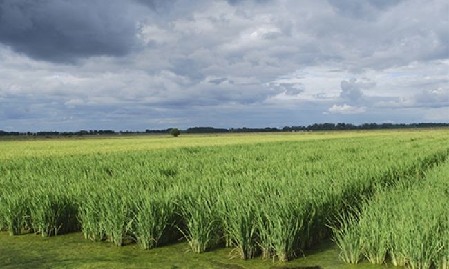 La BolsaCER incorpora las estadísticas nacionales de arroz
