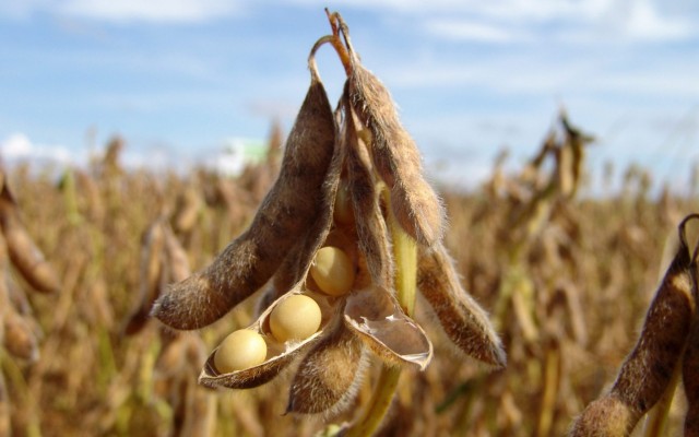 En Ascoja 2026 se debatirá el futuro de la soja con foco en producción, mercados e innovación