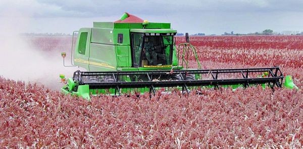 Estrepitosa caída de la producción de sorgo en Entre Ríos