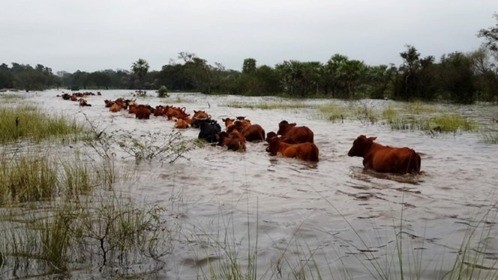 Productores de islas y campos inundables buscan dónde ubicar su hacienda