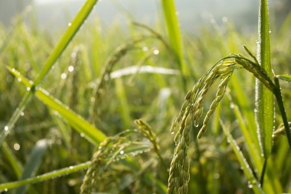 El arroz entrerriano, con todo en contra