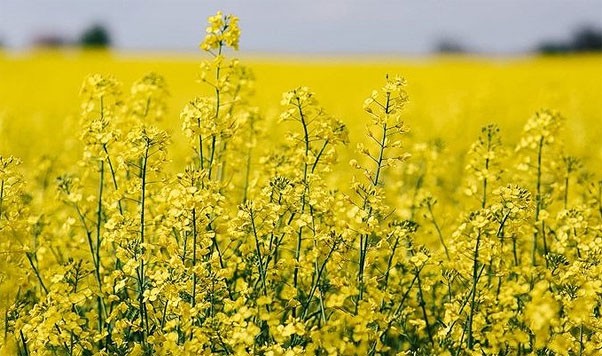 Destacaron el crecimiento de colza, carinata y camelina en Entre Ríos