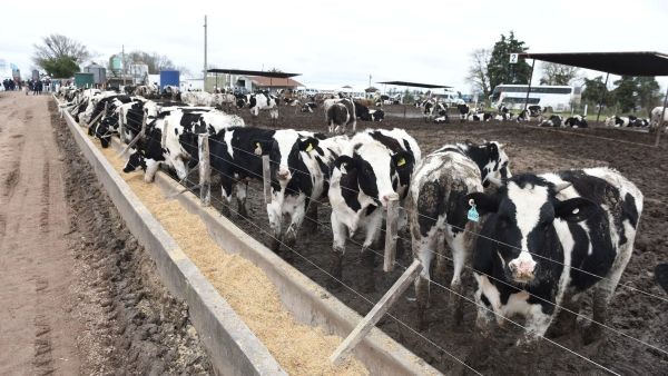 ¿Cómo transformar el macho Holando en un negocio rentable para los tambos?