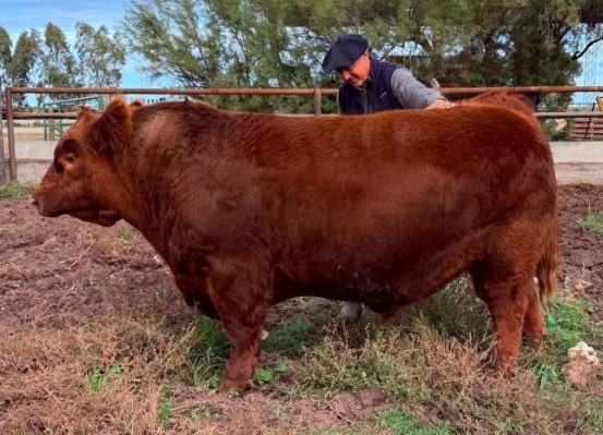 Pagaron 300 millones de pesos por el 50% de un toro Angus