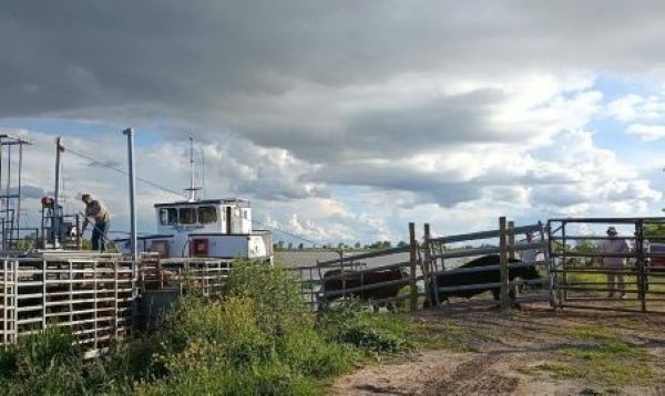Los productores aceleran el traslado de hacienda desde las islas
