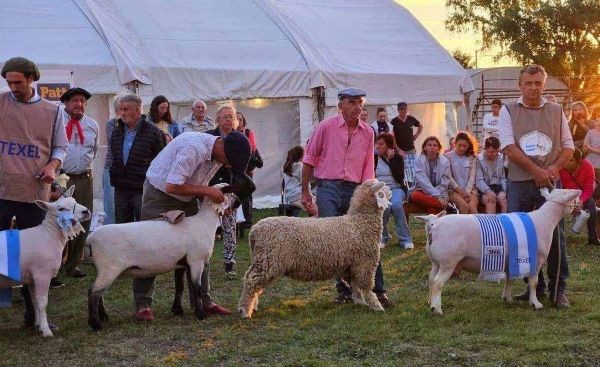 Este fin de semana Urdinarrain vivirá a pleno la Expo Ovina 2026